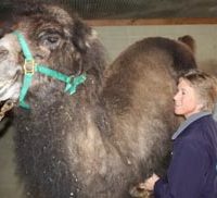 Booshay, a Bactrian camel